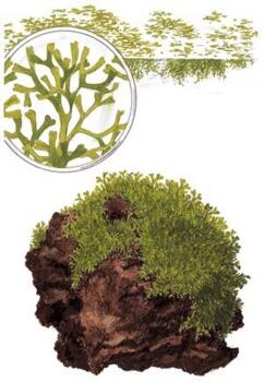 1-2-Grow. Riccia fluitans