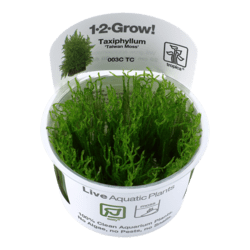 1-2-Grow Taxiphyllum alternans 'Taiwan'