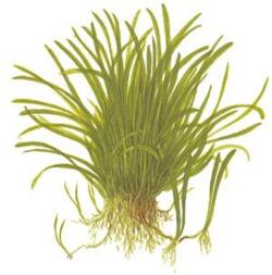 1-2-Grow. Lilaeopsis brasiliensis