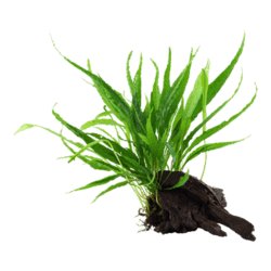 Mangroverod med fastvokset Microsorum pteropus.