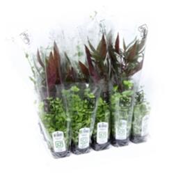 Tropica Planter Assorteret 10 stk.