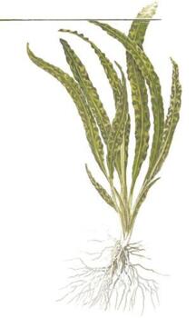1-2-Grow. Cryptocoryne crispatula