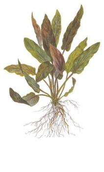 1-2-Grow. Cryptocoryne Undulata Broad Leaf