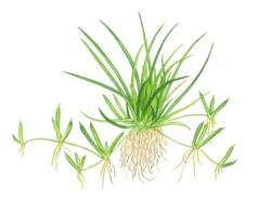1-2-Grow. Littorella uniflora