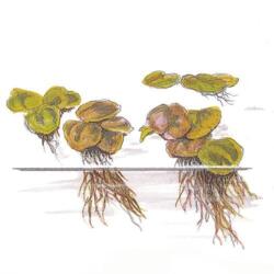 1-2-Grow. Phyllanthus fluitans (Flydeplante)