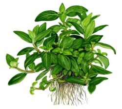 1-2-Grow. Staurogyne repens