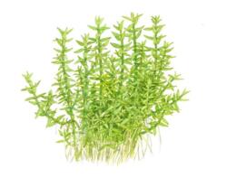 1-2-Grow. Gratiola viscidula