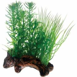 Flora Root 2