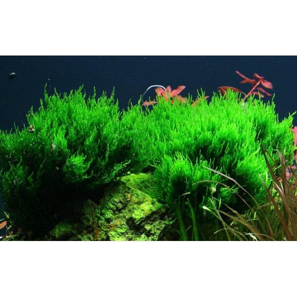 1-2-Grow. Taxiphyllum 'Flame'