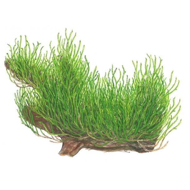 1-2-Grow. Taxiphyllum 'Flame'