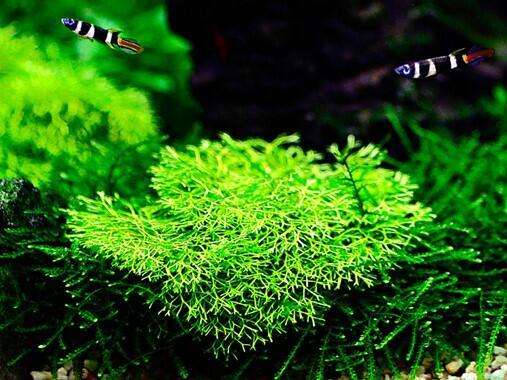 1-2-Grow. Riccia fluitans