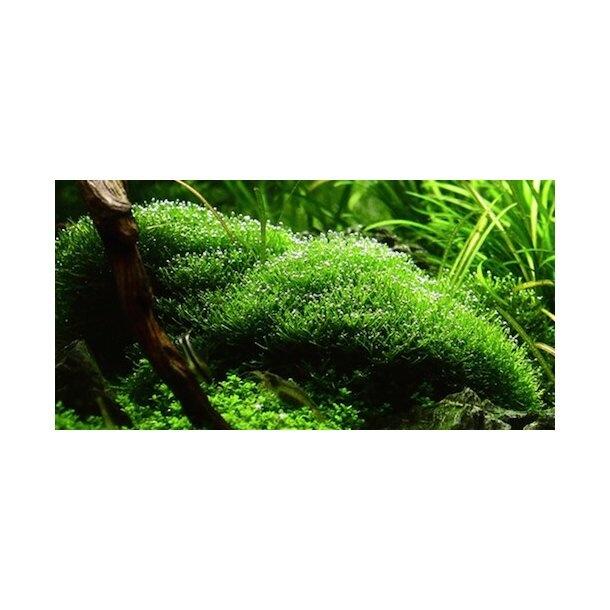 1-2-Grow. Riccia fluitans