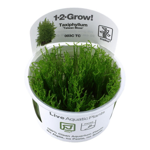 1-2-Grow Taxiphyllum alternans 'Taiwan'