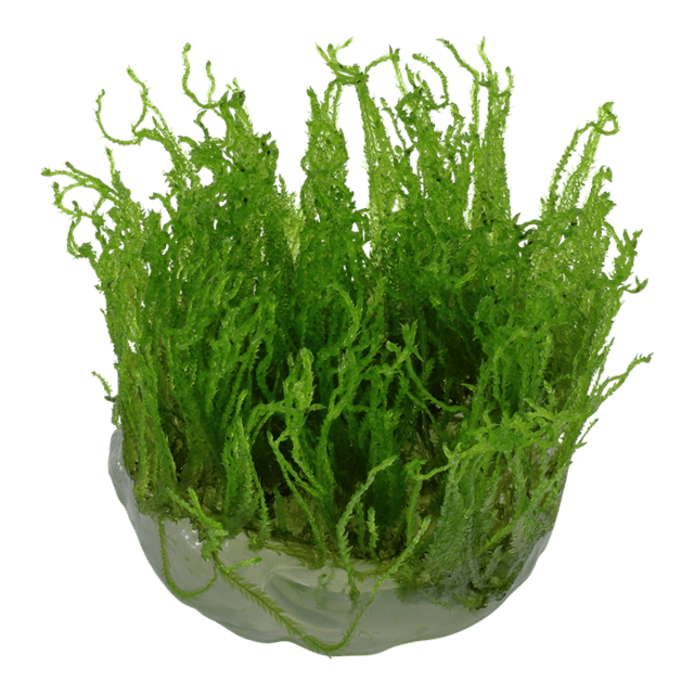 1-2-Grow Taxiphyllum alternans 'Taiwan'