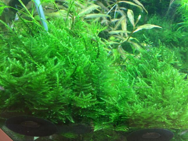 1-2-Grow Taxiphyllum alternans 'Taiwan'