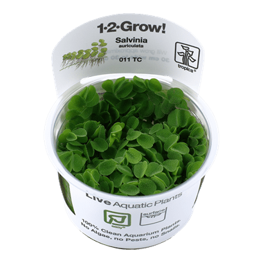 1-2-Grow. Salvinia auriculata (Floating plant)