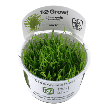 1-2-Grow. Lilaeopsis brasiliensis