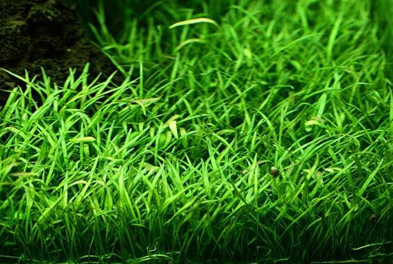 1-2-Grow. Lilaeopsis brasiliensis