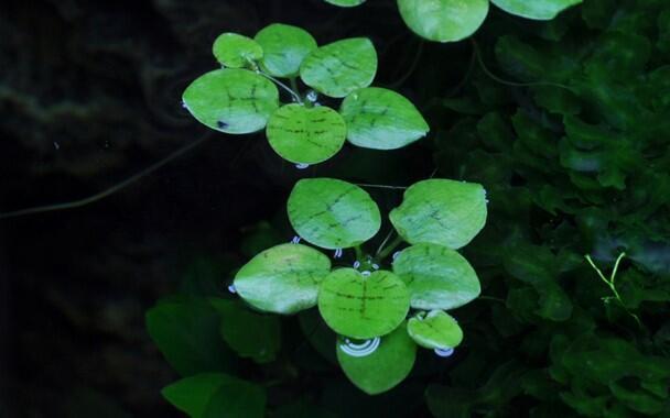 1-2-Grow. Limnobium laevigatum (Flydeplante)