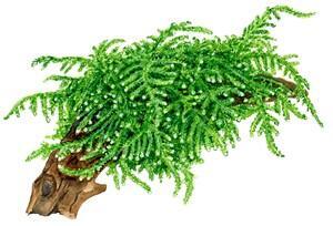 1-2-Grow. Vesicularia ferriei 'Weeping'