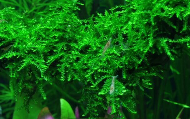 1-2-Grow. Vesicularia ferriei 'Weeping'