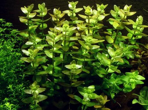 1-2-Grow. Bacopa caroliniana