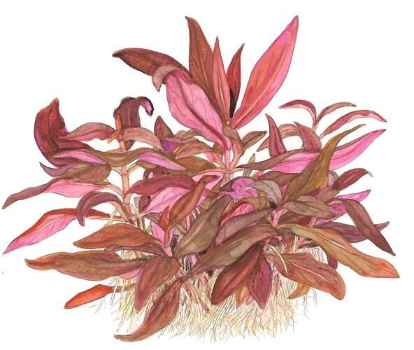 1-2-Grow. Alternanthera reineckii 'Mini'