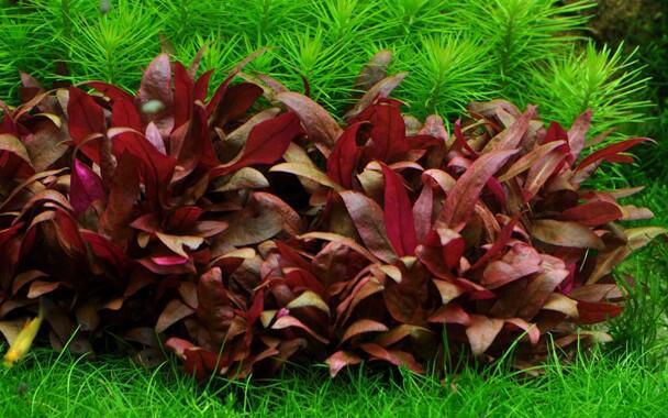 1-2-Grow. Alternanthera reineckii 'Mini'