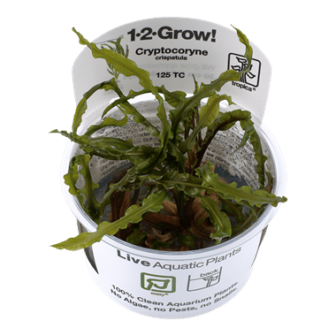 1-2-Grow. Cryptocoryne crispatula