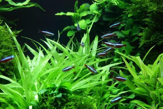 1-2-Grow. Helanthium bolivianum 'Quadricostatus'