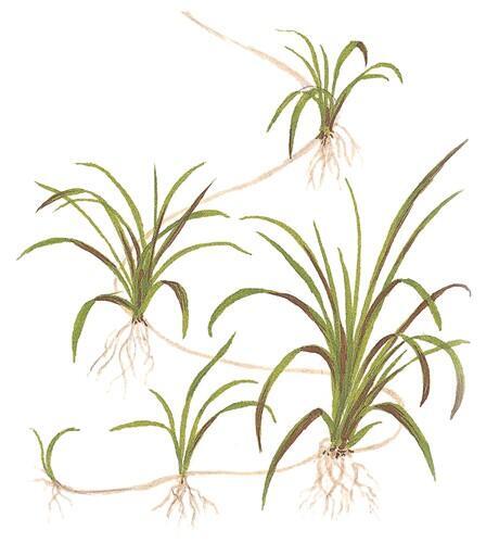 1-2-Grow. Helanthium tenellum 'Green'