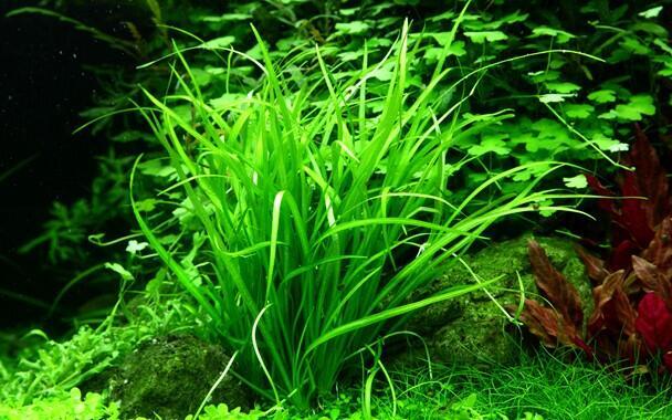 1-2-Grow. Helanthium tenellum 'Green'