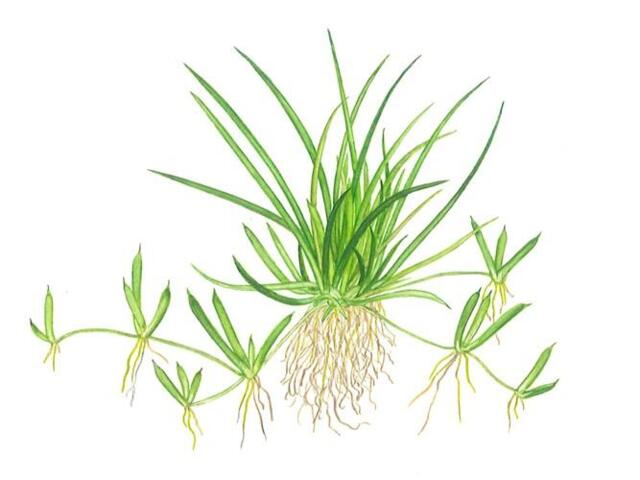 1-2-Grow. Littorella uniflora