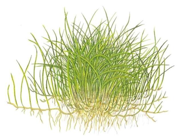 1-2-Grow. Eleocharis Pusilla 'Mini'