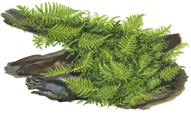 1-2-Grow. Vesicularia montagnei 'Christmas'
