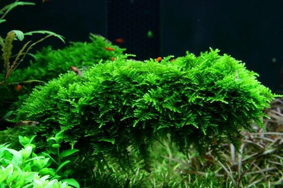 1-2-Grow. Vesicularia montagnei 'Christmas'