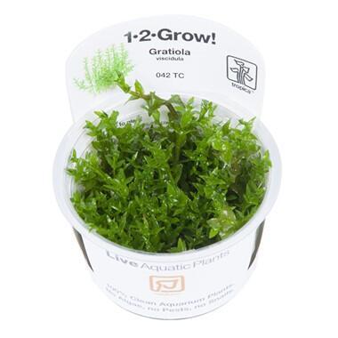 1-2-Grow. Gratiola viscidula