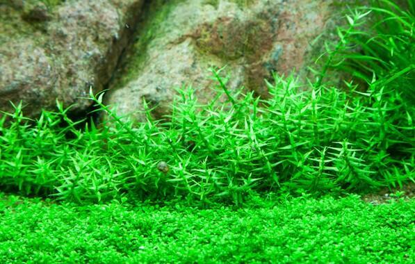 1-2-Grow. Gratiola viscidula