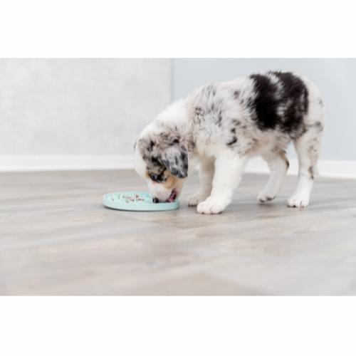 Junior Lick plate Small