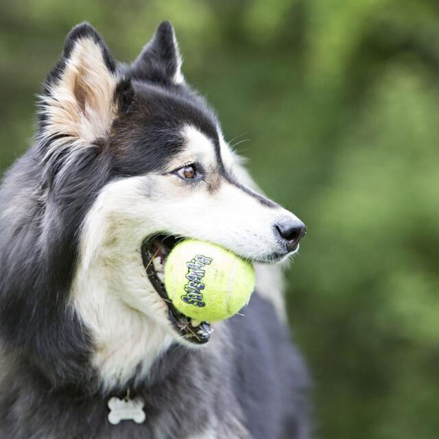 2 X KONG SqueakAir Tennis Ball L 8cm