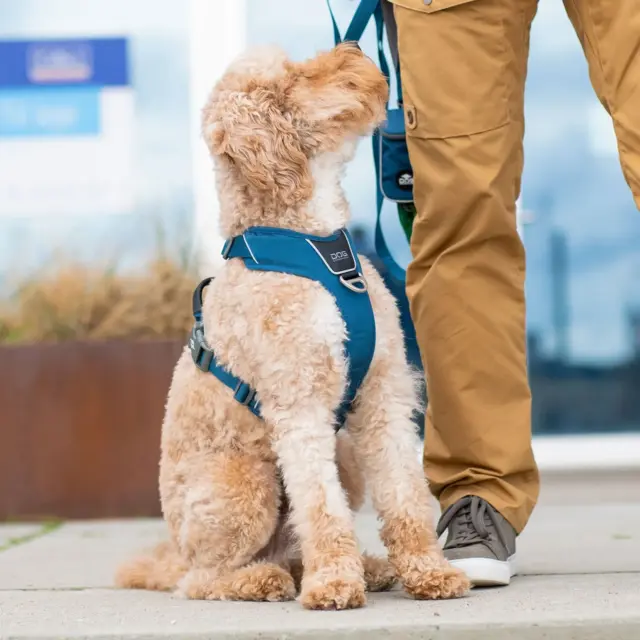 Dog Copenhagen Comfort Walk Pro Harness - Ocean Blue
