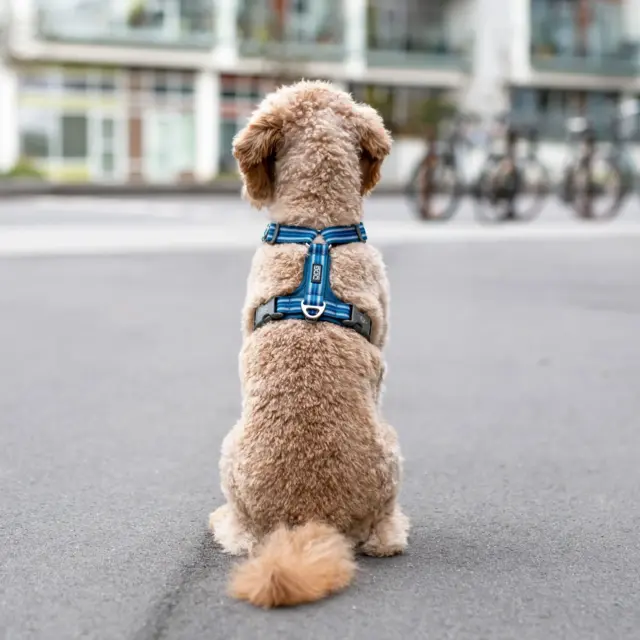 Dog Copenhagen Comfort Walk Air Harness - Ocean Blue