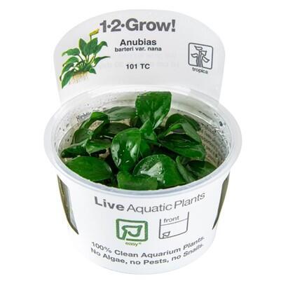 Anubias barteri nana 1-2-Grow