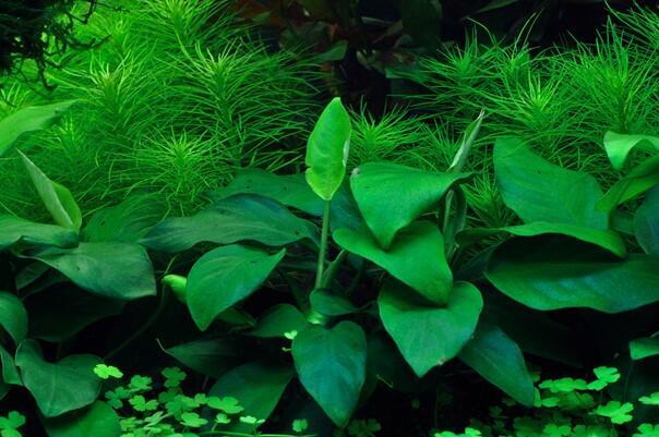 Anubias barteri nana 1-2-Grow