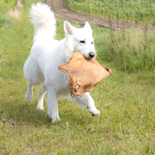 Snack'it Pandebraskplade 30x30cm - Okse (LEVERING UVIST)