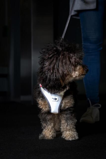 Curli Clasp Air Mesh Step-in Dog Harness - Blue