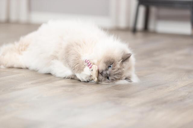 Trixie Bjørn med catnip