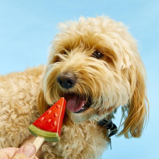 Pup Ice Frugt is - Vandmelon 3 stk