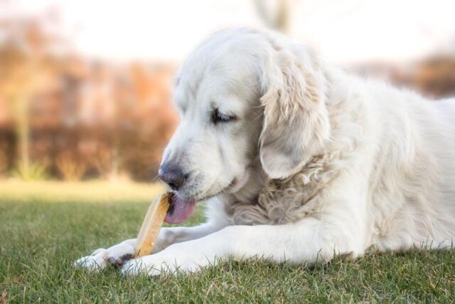 Tyggeben af yakost – lang tyggetid til hunde (100–109 g, størrelse L)