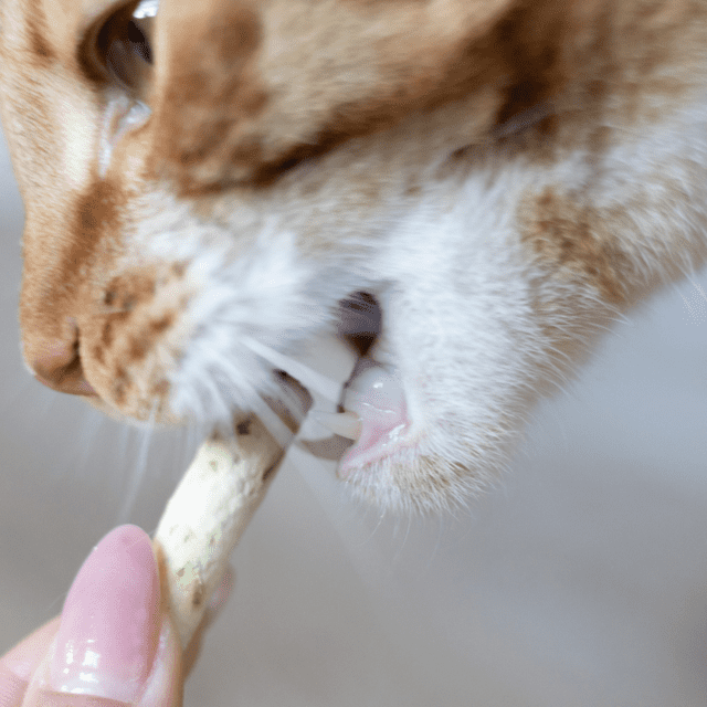 Wanpy Cat Freeze Dried Cat Grass